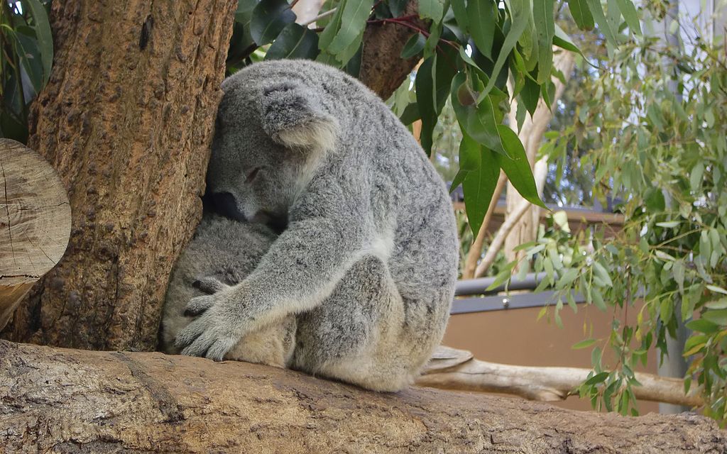 koala, sydney zoo