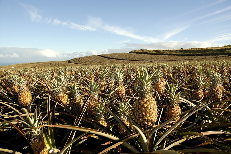Pineapple Field in Maui