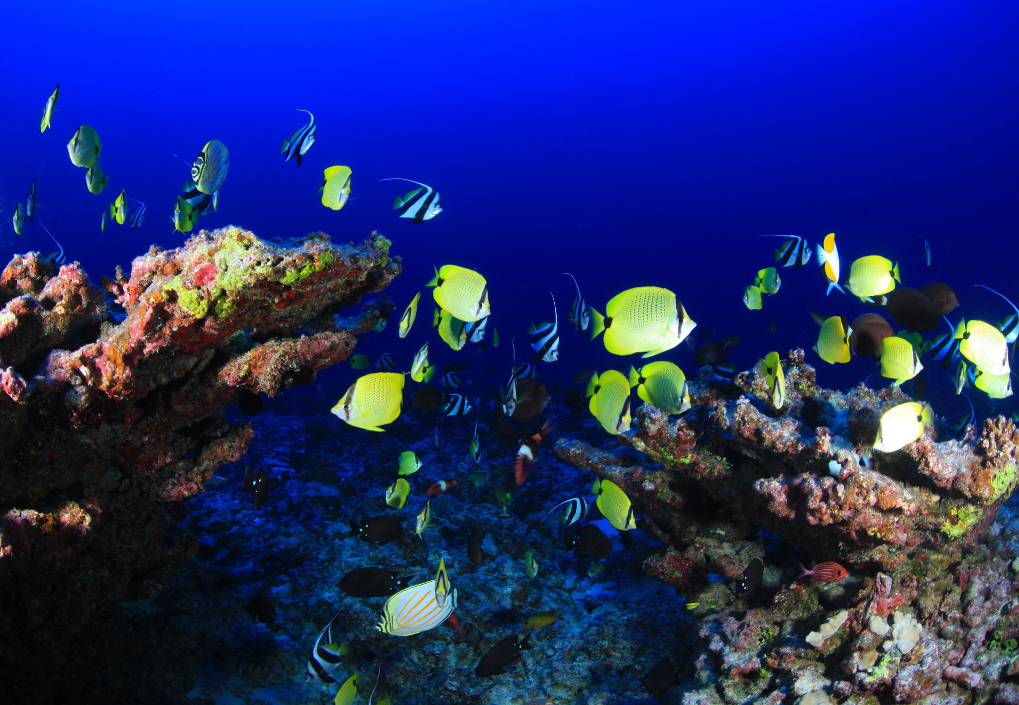 coral reef, hawaii, ocean